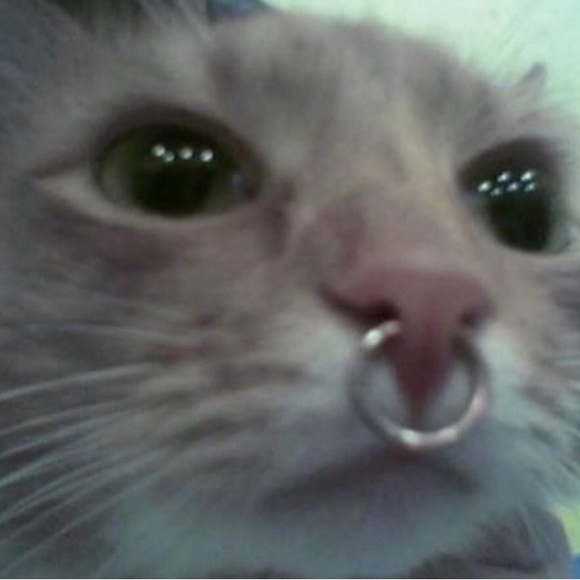 Meet your Posher, Chanel - Picture 1 of 1